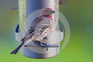 Purple Finch Perched