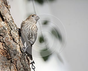 Purple finch Perched at a birdfeeder