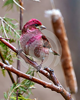 Purple Finch Photo and Image. Close-up front view perched on a branch with a soft brown background in its environment. Finch