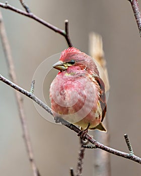 Purple Finch Photo and Image. Finch male close-up front view, perched on a branch displaying red colour plumage with a blur