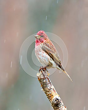 Purple Finch Photo and Image. Finch male close-up side view, perched on a twig in the springtime with falling rain and a soft