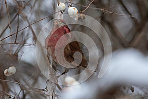 Purple finch resting on branch