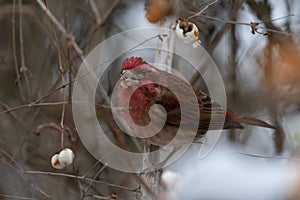 Purple finch resting on branch