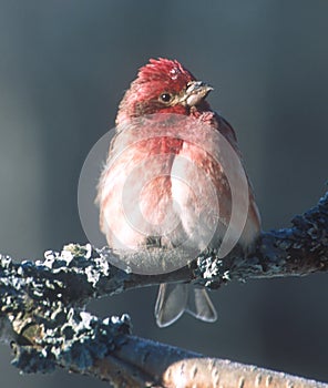 A Purple Finch rests on a Birch branch photo