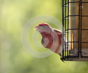 Purple Finch Stare