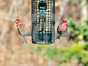 Purple finches, Haemorhous purpureus, on bird feeder