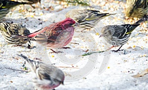 Purple finches Haemorhous purpureus at a feeder. Springtime comes, bird seed aplenty.