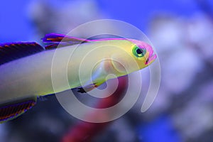 Purple firefish