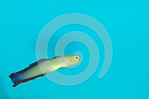 Purple Firefish in Aquarium