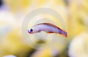 Purple firefish