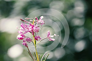 Purple fireweed flowers close up on an blur background
