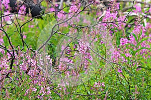 Purple fireweed growing in a meadow along burnt branches