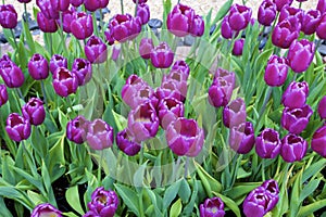 Purple Flag Tulips  811850