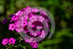 Purple flame flowers of garden phlox Phlox paniculata. Flowering pink phlox