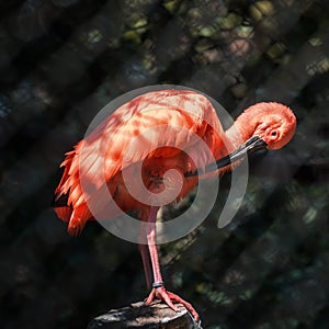 Purple flamingo sitting in a zoo