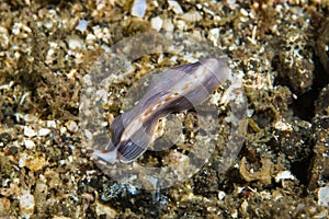 Purple flatworm Lembeh Indonesia photo