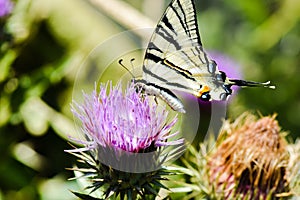 Purple flower