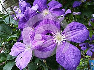 Purple flower