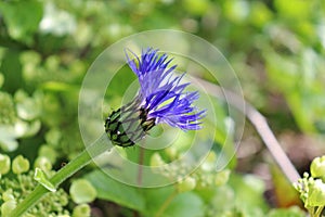 Purple flower