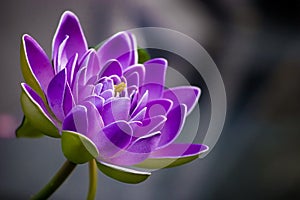 Purpurová květina 