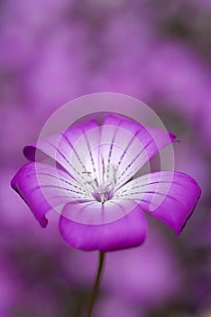 Purple flower