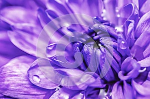 Purple Flower