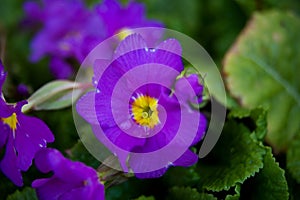 Purple flower