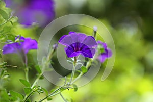 purple flower