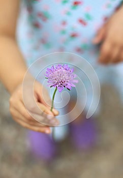 Purple flower
