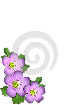 Purple flower