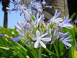 Purple flower