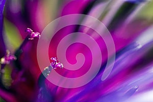 Purple flower - abstract composition of petals and stamens