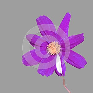 Purple Flower in the air
