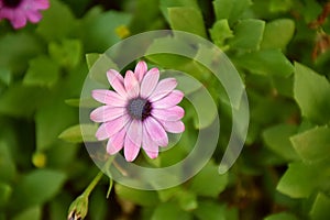 Purple flower of Anemone hortensis in garden.