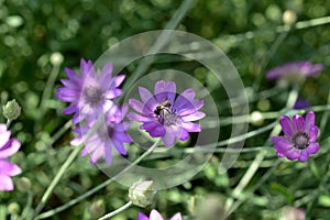 Viola fiore da annuale eterno O paglia,, selettivo concentrarsi 