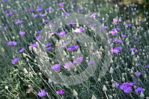 Purple flower of Annual Everlasting or Immortelle, Xeranthemum annuum, macro, selective focus