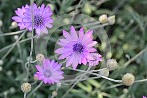 Purple flower of Annual Everlasting or Immortelle, Xeranthemum annuum, macro, selective focus