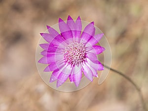 Purple flower of Annual Everlasting or Immortelle, Xeranthemum annuum, macro selective focus, shallow DOF