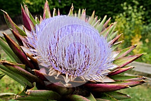 Purple flower of an artichoke