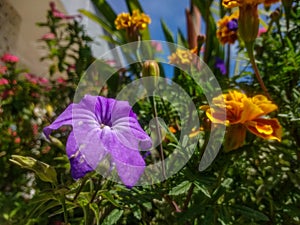 Purple flower as main objet