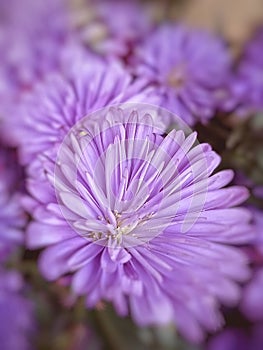 purple flower aster amellus or commonly called china astersome pretty purple Aster tataricus flowers