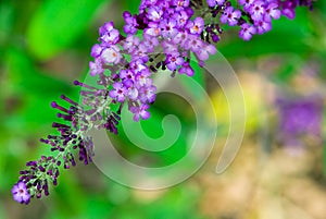 Purple flower in the autumn