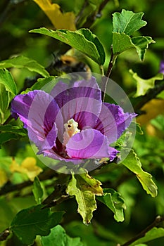 Purple flower and autumn leaves Rose of Sharon, latin name Hibiscus Syriacus