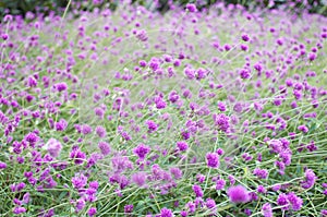 Purple Flower Background