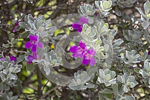 Purple flower of Barometer Bush, Ash Plant or Leucophyllum frutescens bloom on tree in the garden.