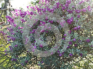 Purple flower Barometer Bush, Purple Sage, Texas Ranger, Silverleaf, Ash plant blooming in garden nature background