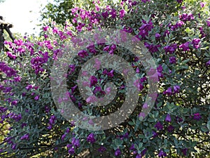 Purple flower Barometer Bush, Purple Sage, Texas Ranger, Silverleaf, Ash plant blooming in garden nature background