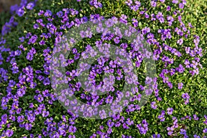 Purple flower bed in garden in spring