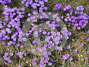 Purple Flower Bed with Spring Hyacinth Background