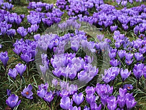 Purple Flower Bed with Spring Hyacinth Background